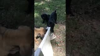Video preview image #2 Cane Corso Puppy For Sale in LILBURN, GA, USA