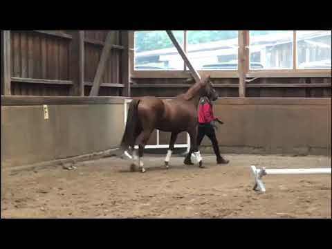 2-jährige Stute von Vitalis - De Niro