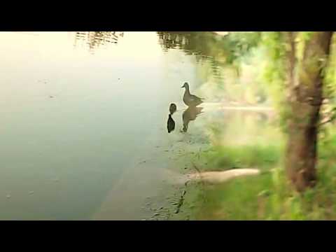 Mark Knopfler, Time Will End All Sorrow