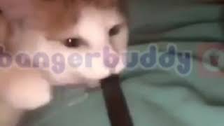 Cat hitting the juul vape