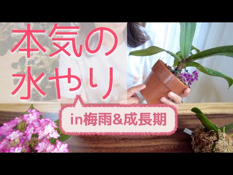 蘭を水に入れると温度が低くなり開花が始まります