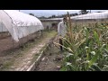 Organic Farm Green Your Life