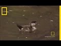 Baby Ducks’ First Flight (Cute)