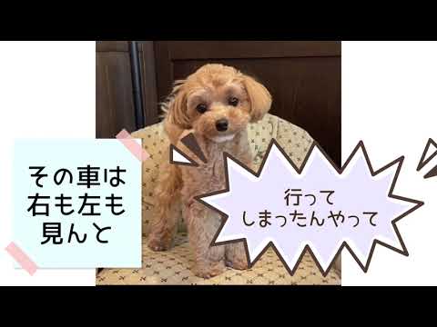 ワンワンU・x・Uお悩み相談室7️⃣0️⃣〜越前市「マロンちゃん」#駐車場から車道に出る時は左右をしっかり確認👀