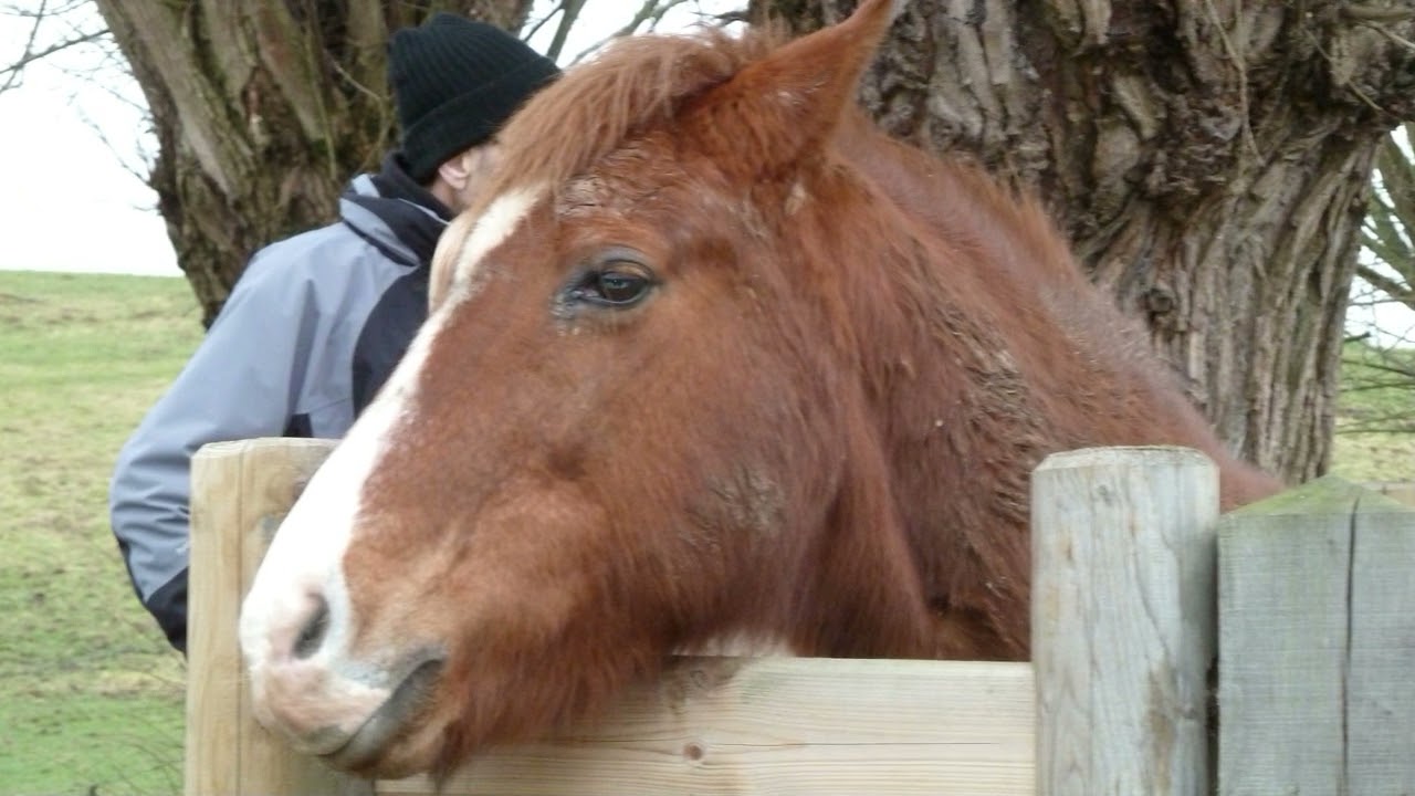 Perkehoevewandeling te Linkebeek 06 02 2014