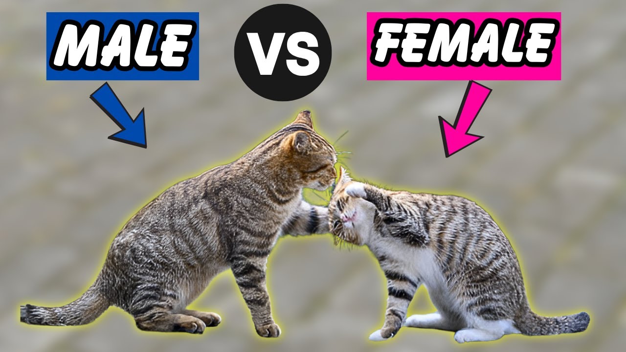 Male vs Female Cats: The 6 Crucial Differences