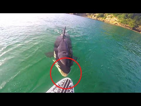 8 Orca Encounters That'll Brighten Your Day