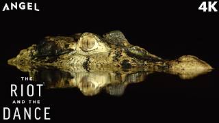 The Caiman Crocodile | The Riot And The Dance | Official 4K Clip