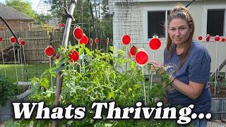 Garden Update: What’s Thriving… and What Went Wrong