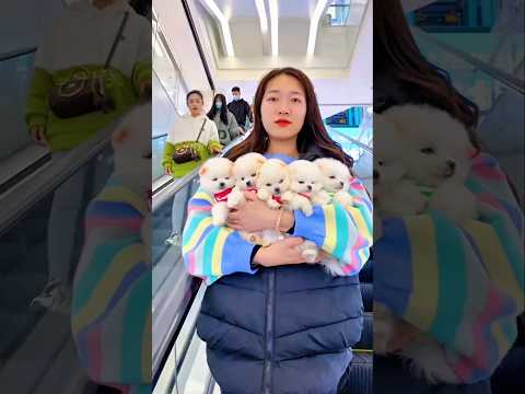 Quando os filhotes ficaram em falta, mas a alegria permaneceu 🐶✨😊