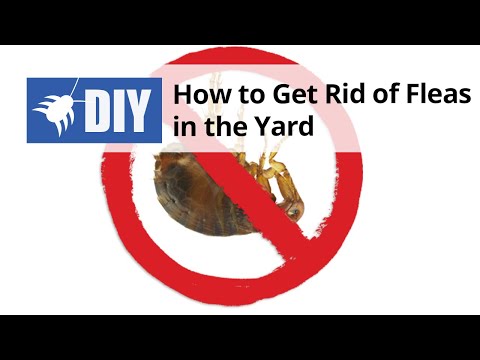  How to Get Rid of Fleas Outdoors Video 