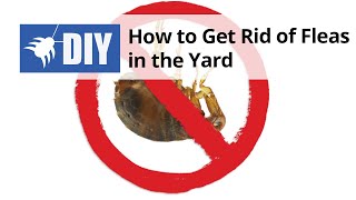 Outdoor Flea Treatment - How to Get Rid of Fleas in the Yard