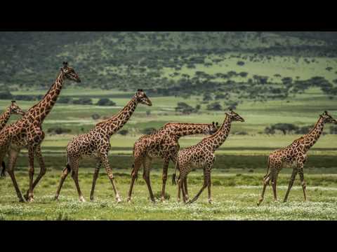 Serengeti fotografie safari