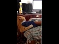 Cat Attacks Man And Chases Him Down