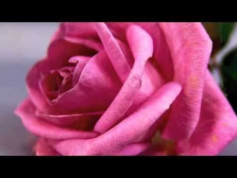 Gülpembe By Gerard Edery