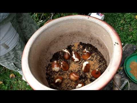 Blomsterlökar i kruka.wmv