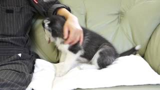 preview picture of video 'シベリアンハスキーの子犬2014.05.20'