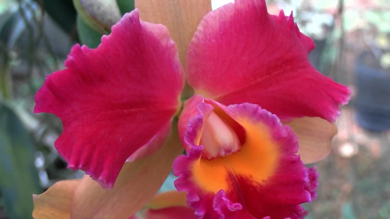 Beleza em cores: orquídeas encantam apaixonados por plantas