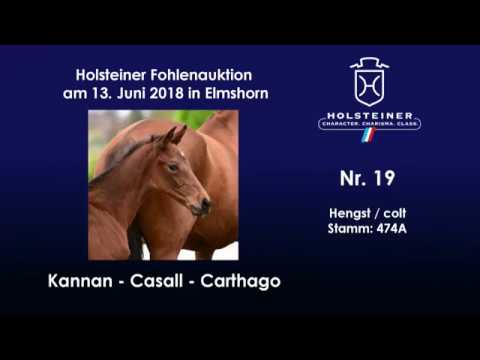 Holsteiner Fohlenauktion im Juni | Nr. 19 v. Kannan - Casall
