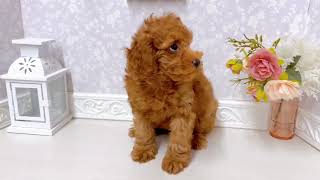 トイプードルの動画01