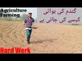 Gandum Ki Kasht Ka Tarika || Wheat Productions || Agriculture Farming || Asad Ali Vlogs