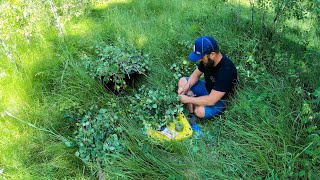 Sauna Trailer Step 29: Harvesting Aspen Leaves for Banya Branches (Russian Style)