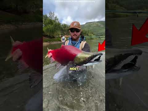 why salmon eggs are removed but not eaten #shorts