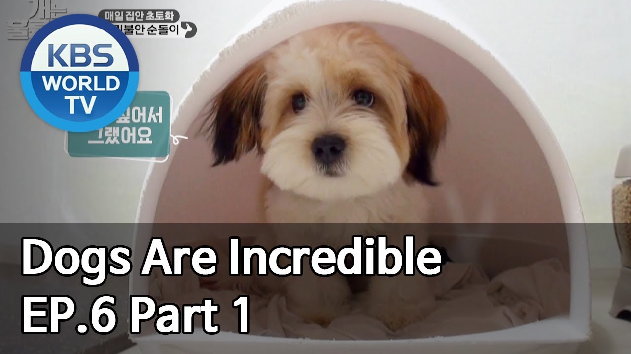 Dogs are incredible | 개는 훌륭하다 EP.6 Part 1 [SUB : ENG/2019.12.31]