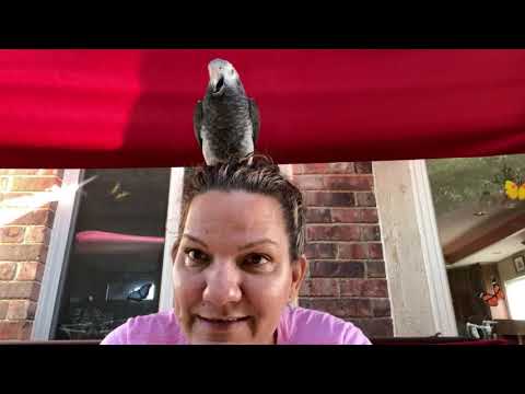 #107 WIE ICH MEINEM PAPAGEI DAS SPRECHEN BEIBRINGE TEIL 1
