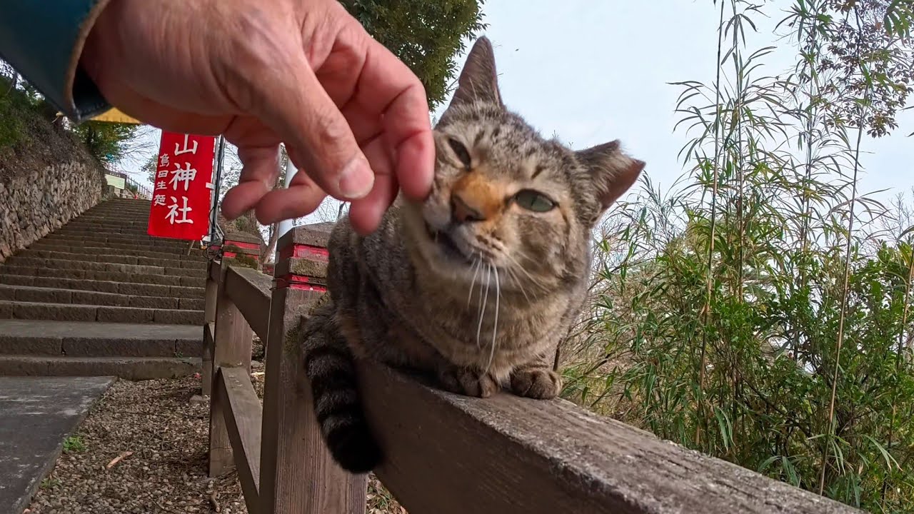 山の神社へ登る途中…手すりの上から挨拶してくる猫ちゃんが可愛すぎた🐾