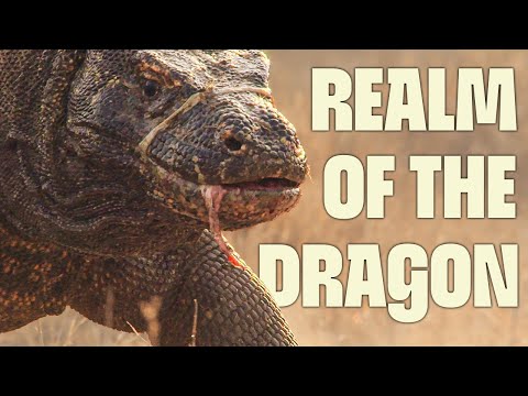 Savage Komodo Hunts & More | FULL DOCUMENTARY | Wild Indonesia | @UltimateNatureDocs