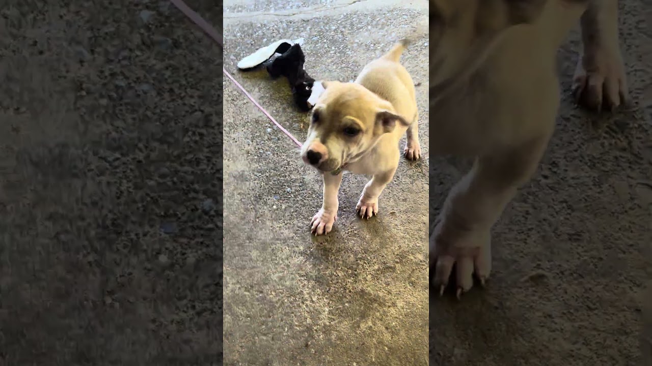 Enlarge Vanilla, a Adoptable mixed breed in Tigard, OR video 5/5