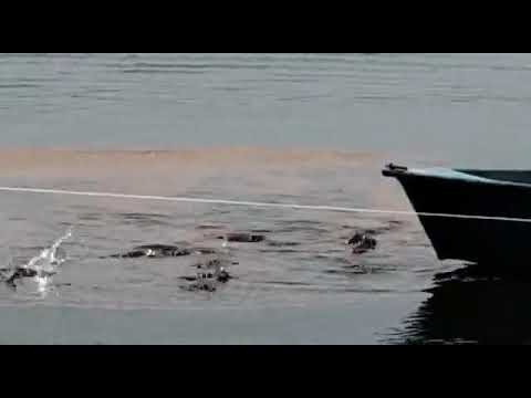 Aquatic masnek floating fish feed, packaging type: bag, pack...