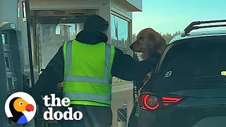This Dog Will Do Anything To Befriend Every Stranger | The Dodo by The Dodo
