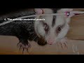 Pest Control Manly