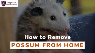 How to Remove Possum from Our House | Possum Removal | Impressive Pest Control