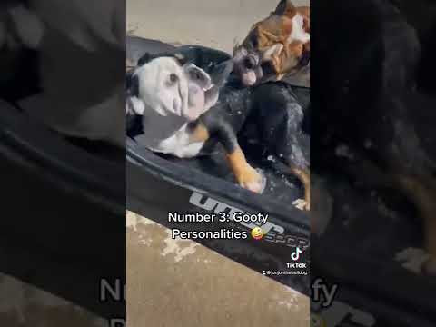 Benjamin Bulldog - Airgun Review by AirgunWeb / Rick Eutsler