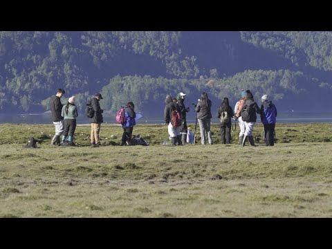 ROC-Se buscan – Cápsula 2 “Aves marinas y servicios ecosistémicos”