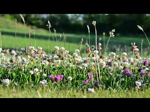 SOUNDS of SUMMER: "A meadow in June RELAXATION + SLEEP SOUNDS