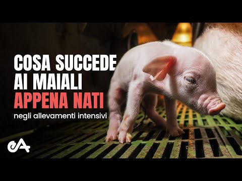, title : 'Cosa succede ai maiali appena nati negli allevamenti intensivi | immagini di Essere Animali'