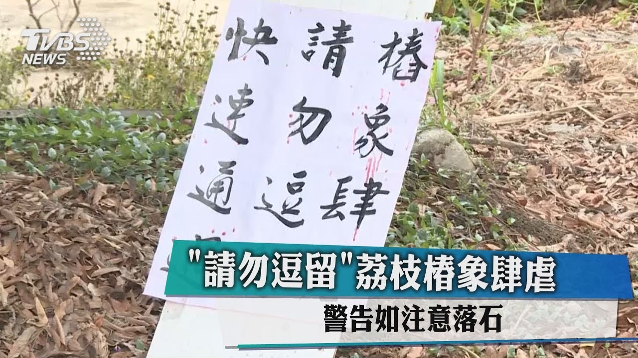 「請勿逗留」荔枝椿象肆虐 警告如注意落石