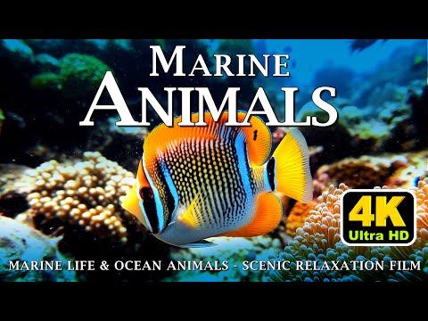 UNDERWATER PARADISE 8K HDR – The Best 4K ULTRA HD Aquarium #underwater