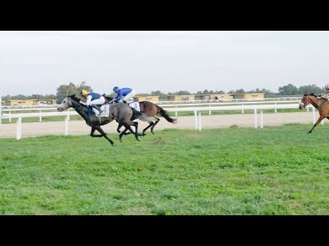 Villacidro: 5^ sigillo in carriera per l'anglo arabo Carmelino; in sella Sandro Gessa - 15/11/2022