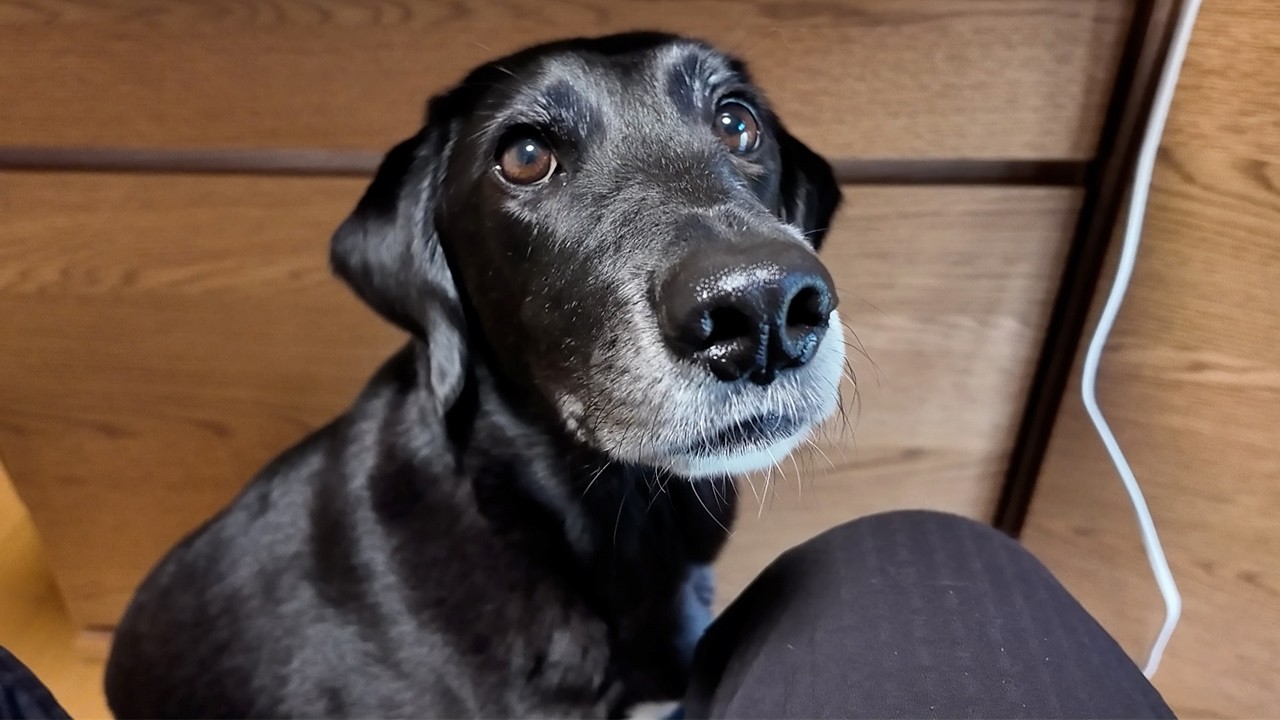 【犬Vlog】確定申告の進捗を確認しに来る犬。