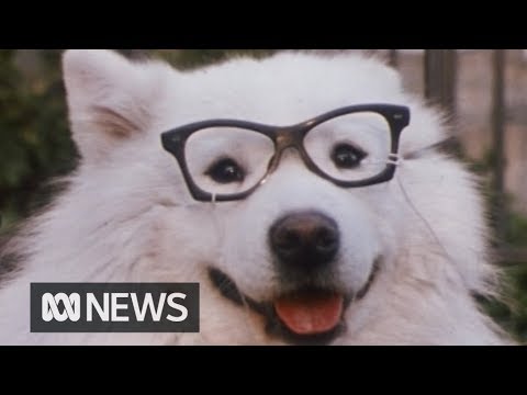 Spectacles for vision impaired dogs (1976) | RetroFocus