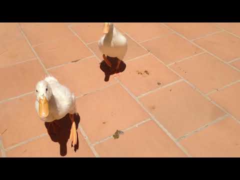 Patos corren por comer lechuga