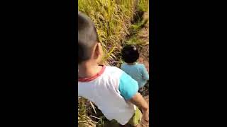 Download lagu Lomba lari di sawah..lihat apa yang terjadi😱 mp3