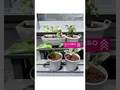 園芸 栄養のある庭園