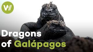 The Disappearing Marine Iguanas of Galápagos | Vanishing Dragons (Documentary, 2018)