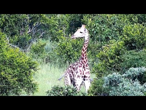 Tower of Giraffes are feeding in the Mvubu Rd Block on a peaceful afternoon 1/5/26